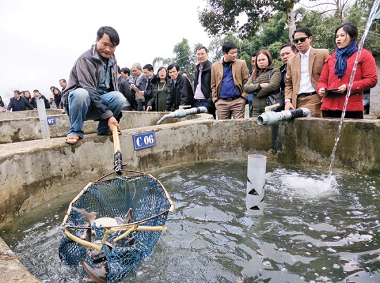 Nghề nuôi Cá Tầm, Cá Hồi nước lạnh tại Sa Pa, mang lại giá trị kinh tế lớn